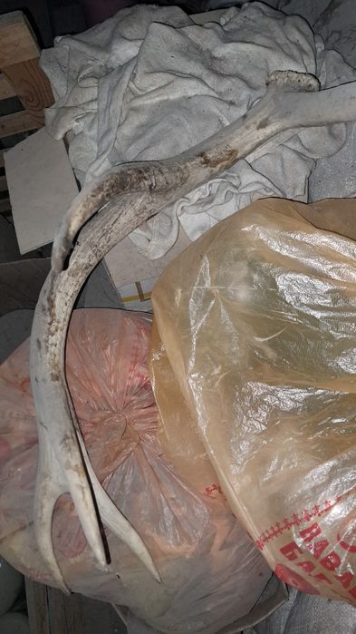 Продам рога привезу