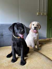 Pui Labrador Pedigree tip A