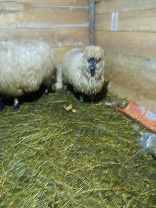 Oii țurcane bucălaie