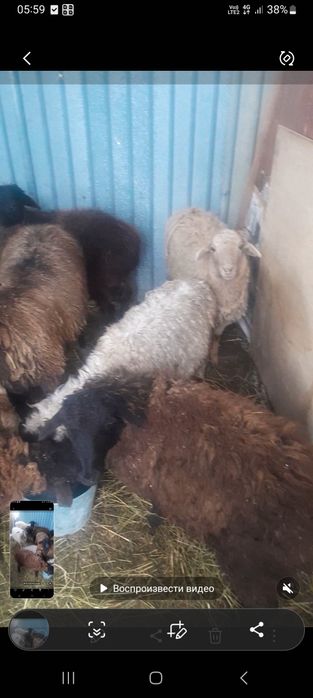 Продам баранов в городе