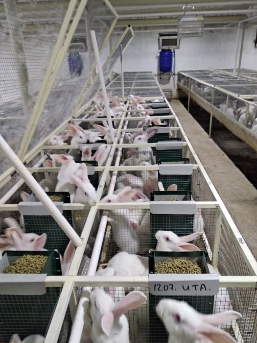 Клетка .Куёнлар  ва Жужа учун.