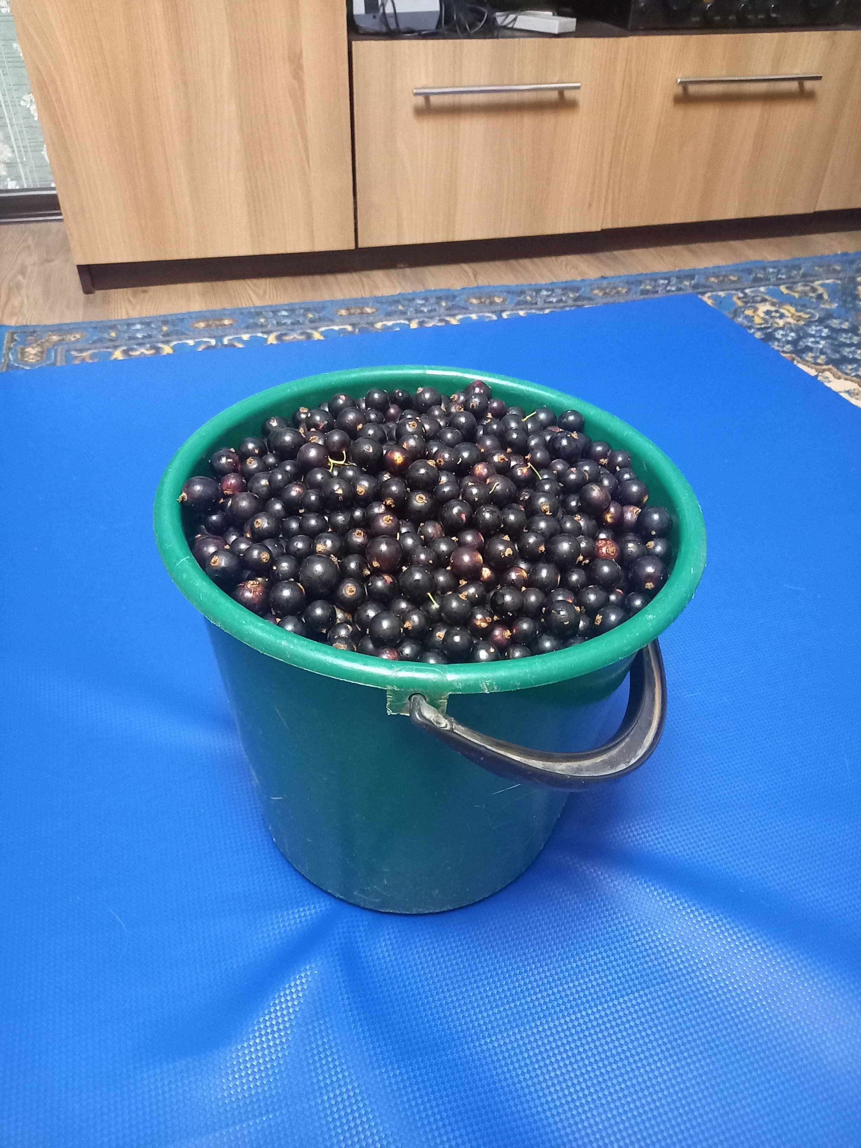 продам смородину чёрную дачную