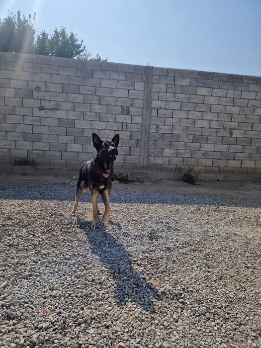 Kami bor xali yosh Katmanduga o'rnatsa boladi