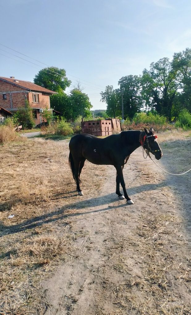 Каракачанска кобила