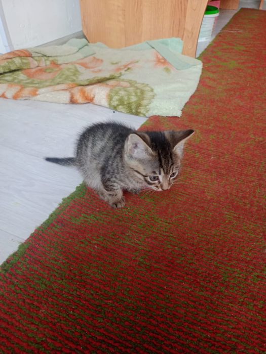 марғау , котенок