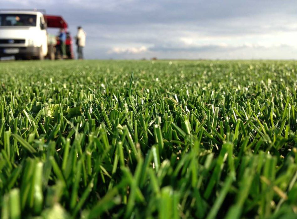 Gazon Rulou Calitate extra , Oferim transport oriunde in tara !