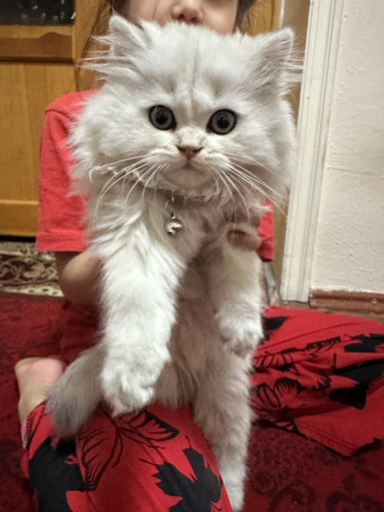 Сибириской шиншила 2 мес девочка