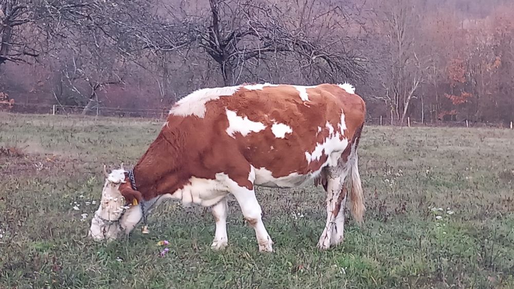 Vaci baltate gestante