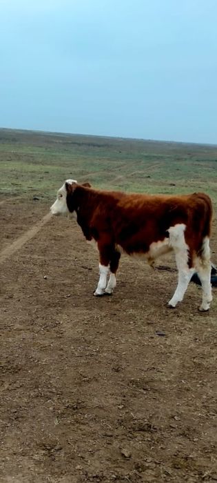 Сатылады продам.