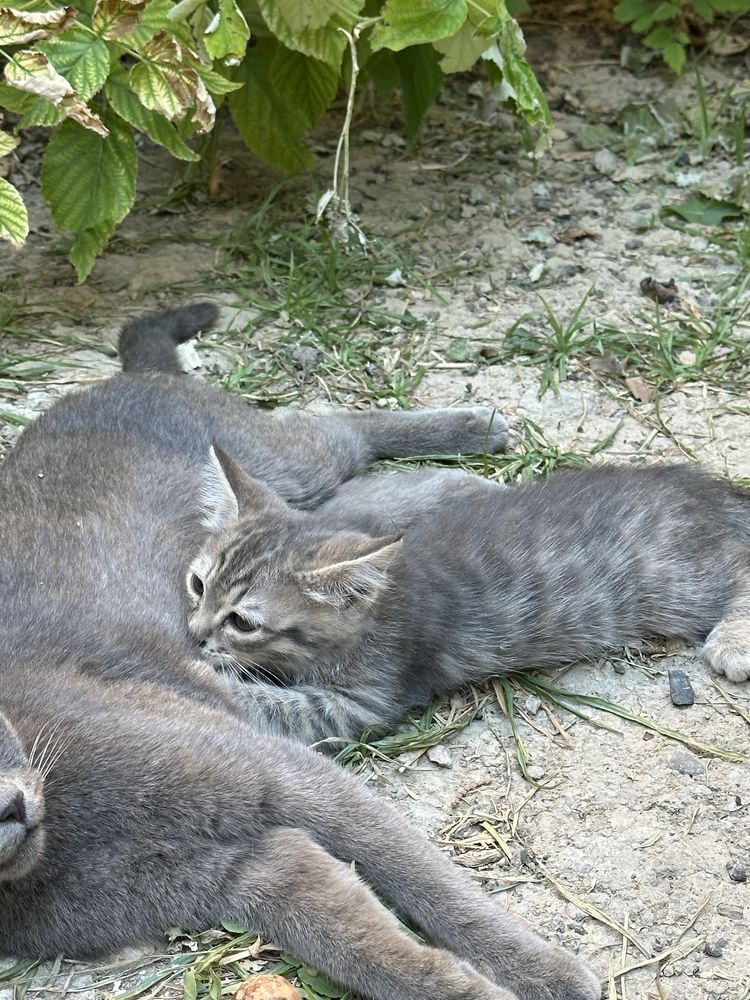 Продаются котята пародистые