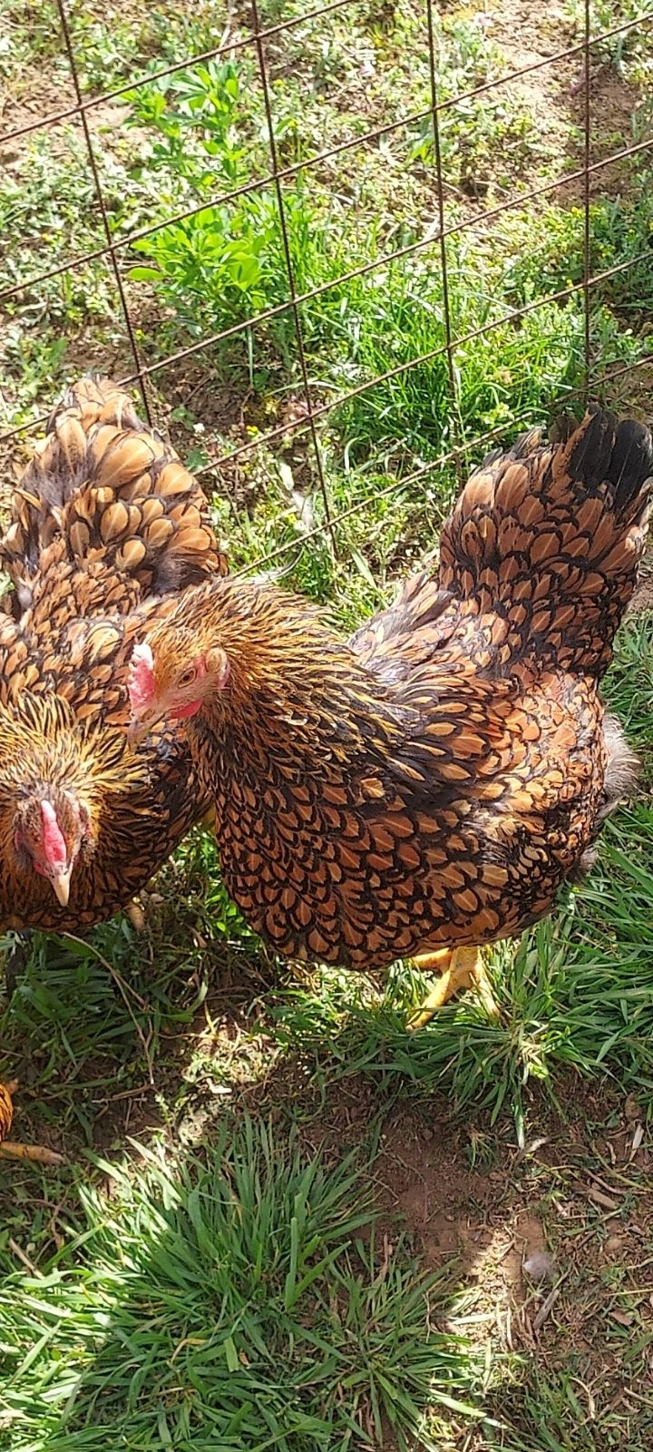 Vând ouă de găini wyandotte