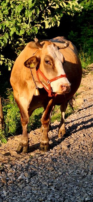 Vaca gestanta 8 luni si juninca de 1 an de vânzare