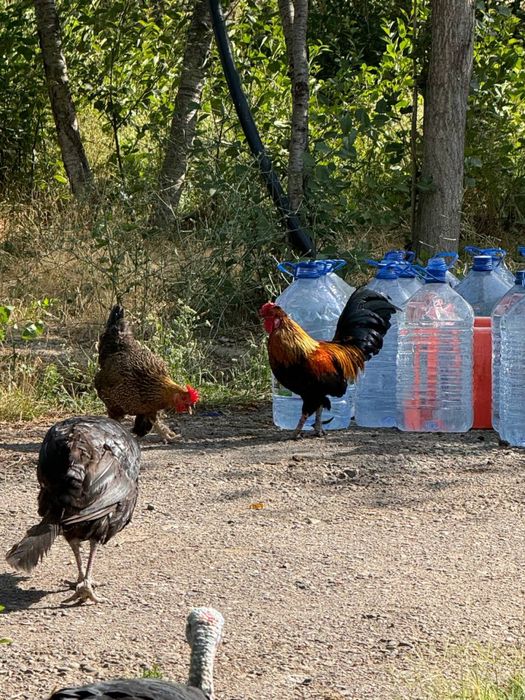 Хороз, товук ва жужалар сотилади!