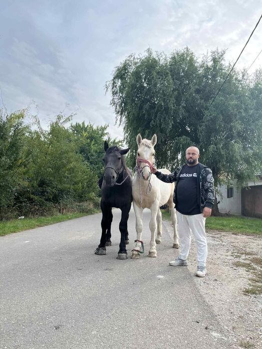 Cai și mânji de vanzare