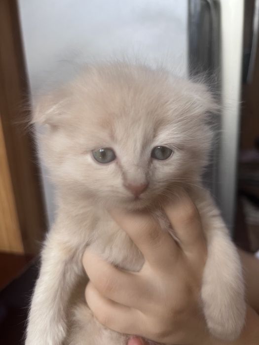 Продаеться котята чистокровной 2 месяца