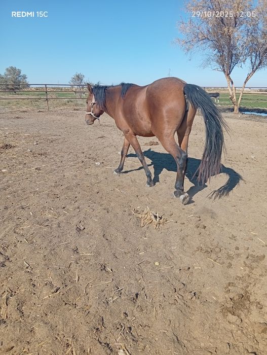 Ikalasiyam kata buğoz