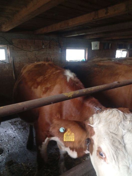 Disponibila vaca pentru abator