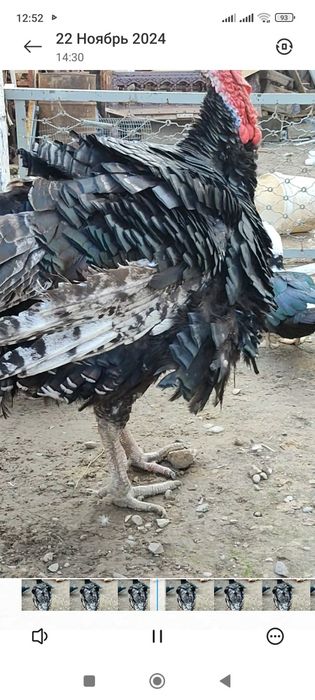 Бронза 708 зотли курка сотилади