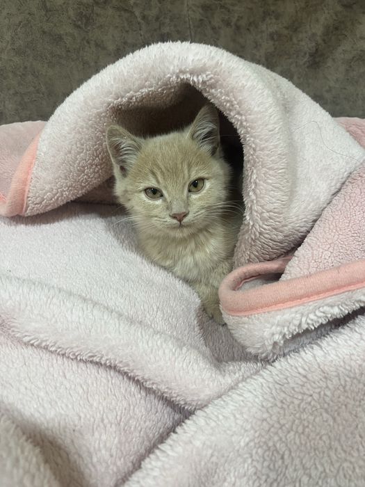 Britanskiy ògil bola