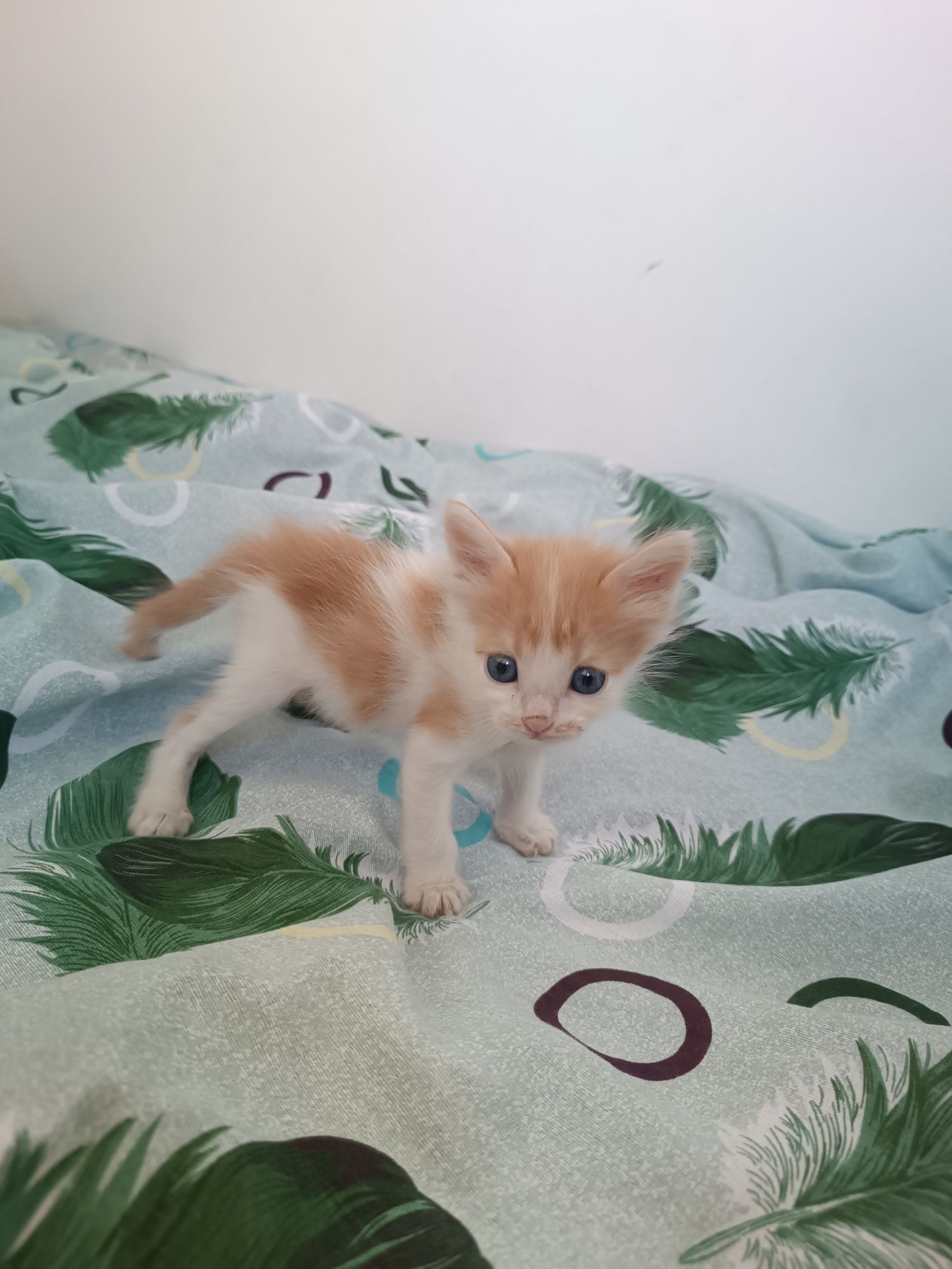 Маленький кошка мальчик