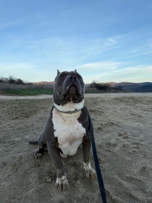 Американско були