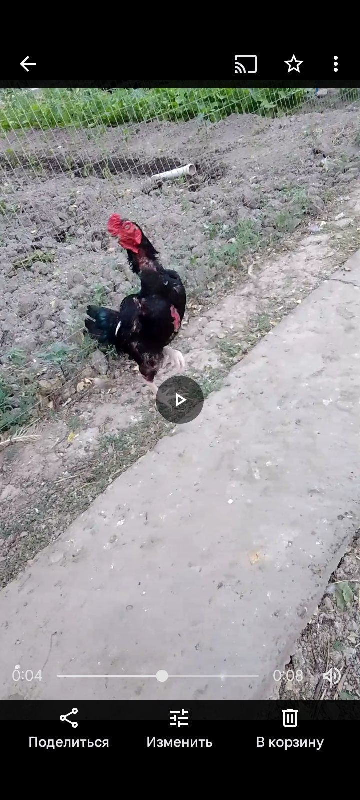 Продаются цыплята Ко Шамо