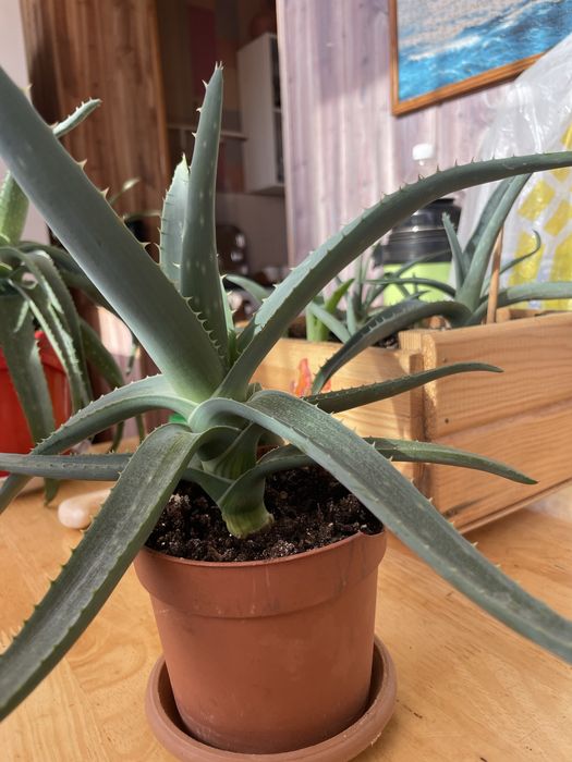 Продам алоэ вера