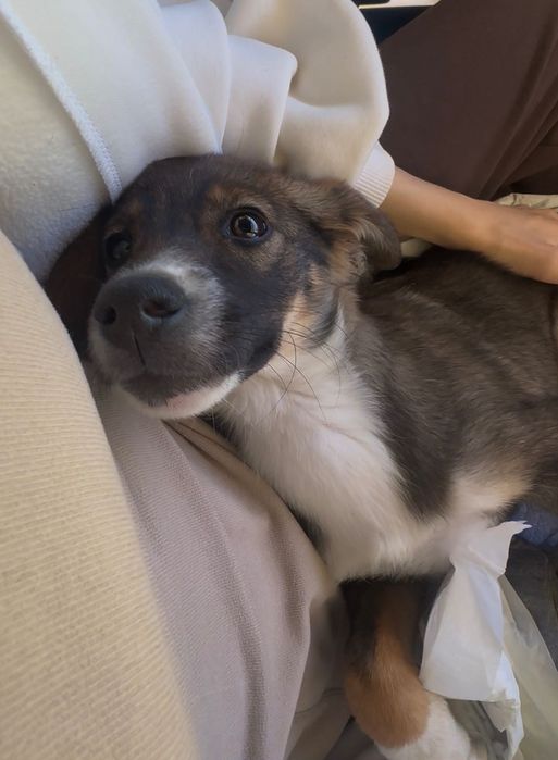 МАЛЫШКА ищет дом!