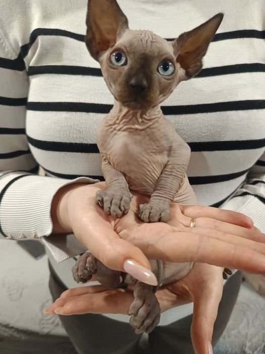 Продавам канадски сфинкс