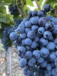 Vand struguri de vin si masa| Merlot, Cabernet , Tamaioasa , Feteasca