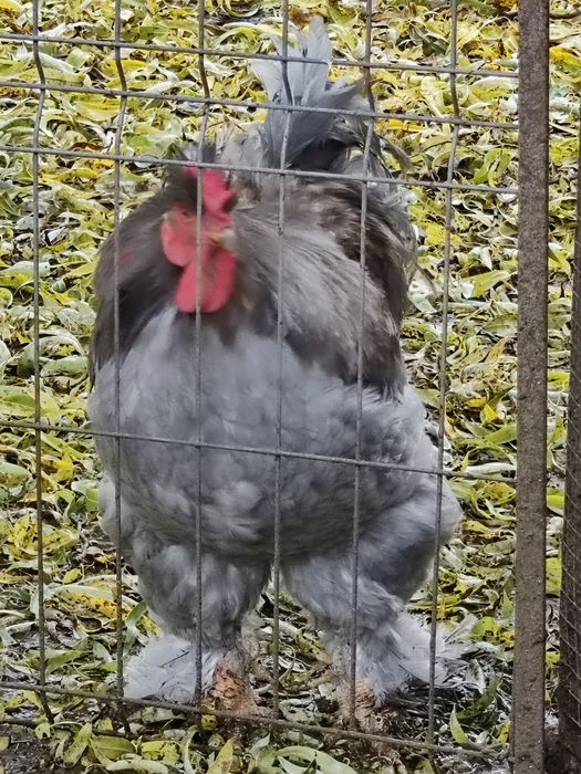 Vând  cocos uriaș cochinchina pitic