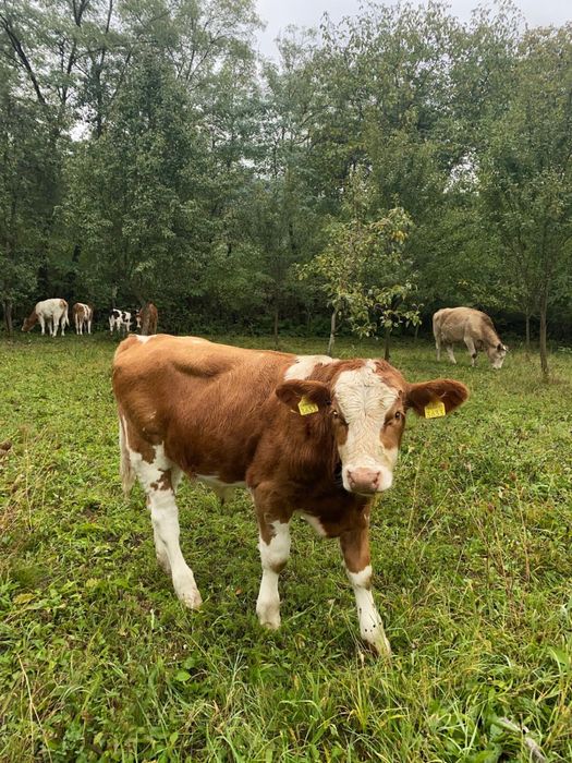 Vand taurași  Au vastra intre 6 luni si 1 an