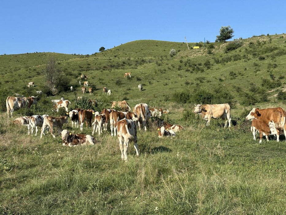 Vaci bălțată Românească