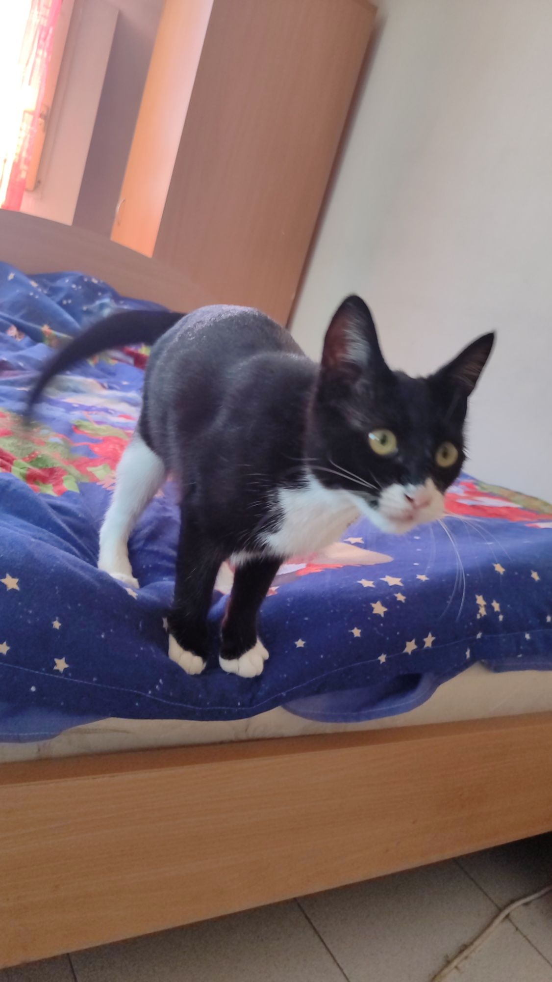 Подарявам котенца