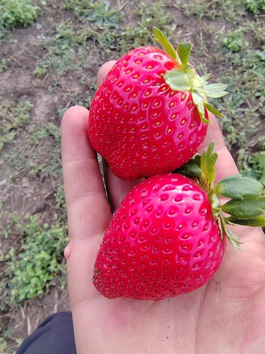 Vand stoloni de capsuni