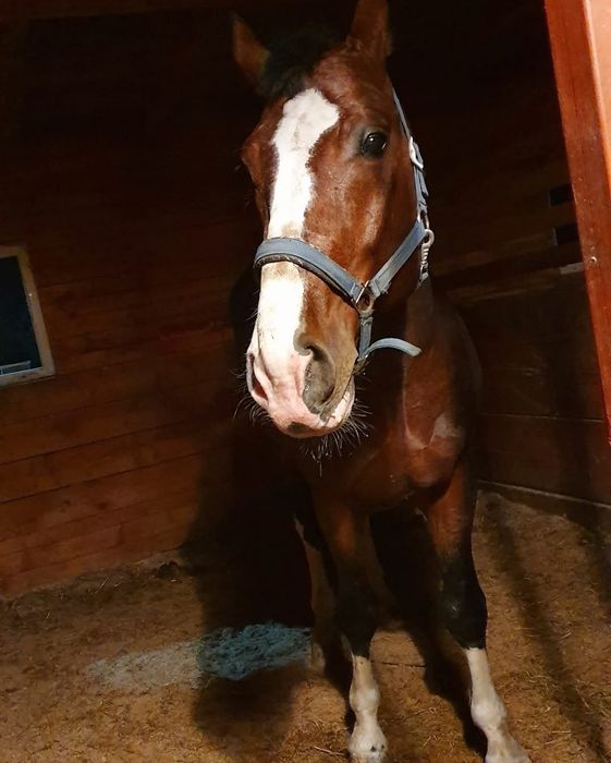 Pensiune cai langa Bucuresti