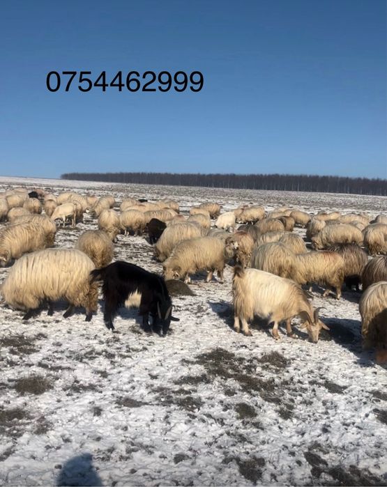Capre de vanzare, 350 lei bucata