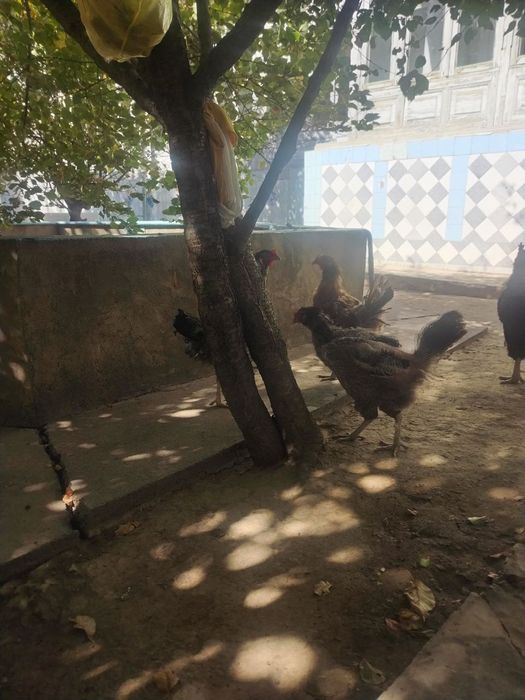 Tovuqlar sotladi товуклар