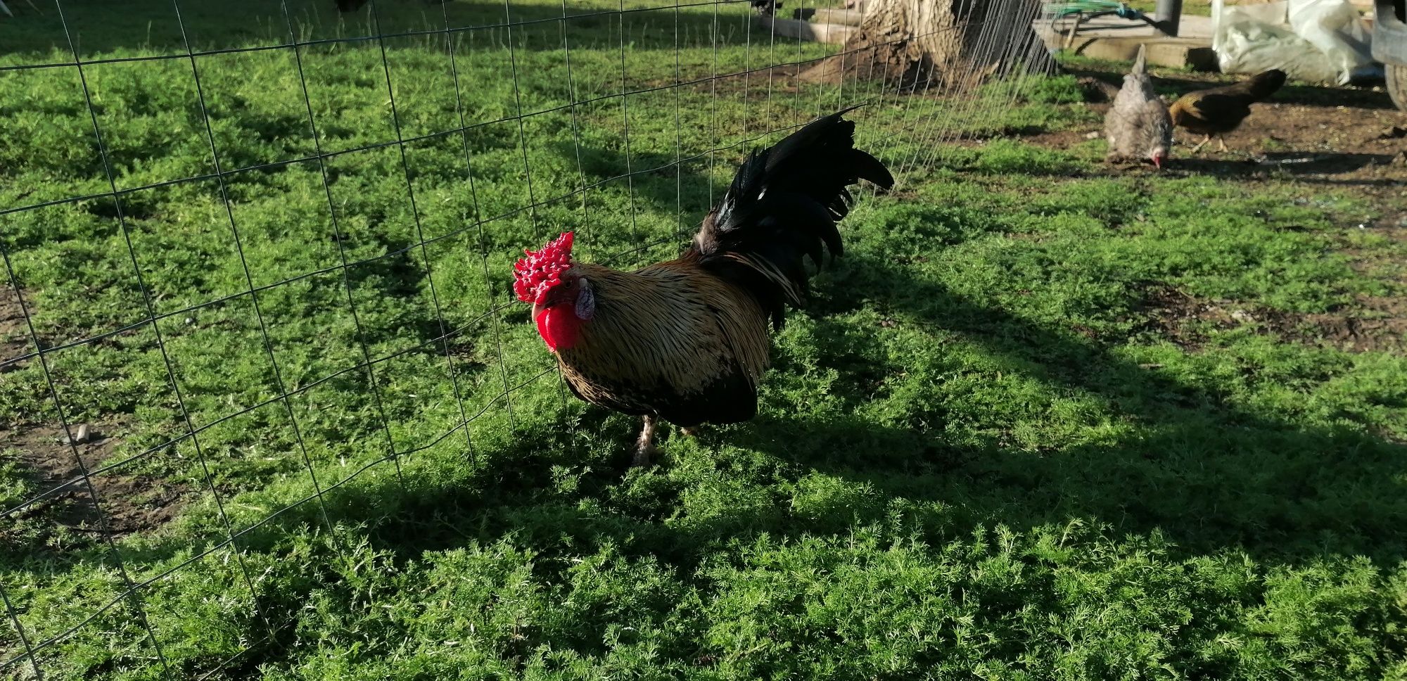 Pereche metis mii de flori și rosecomb bantam