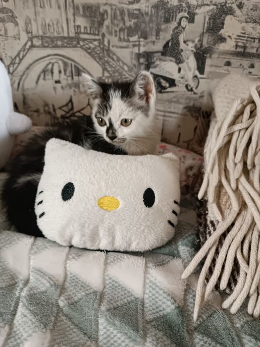 Котик шалунишка  мили