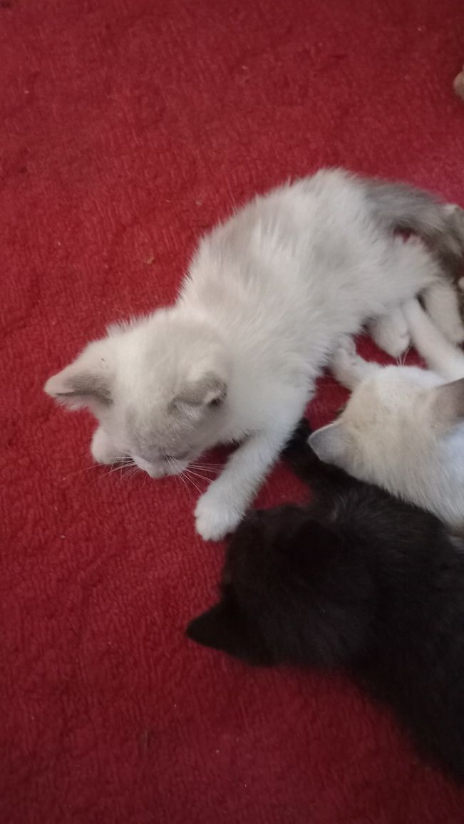 Котята в добрые руки