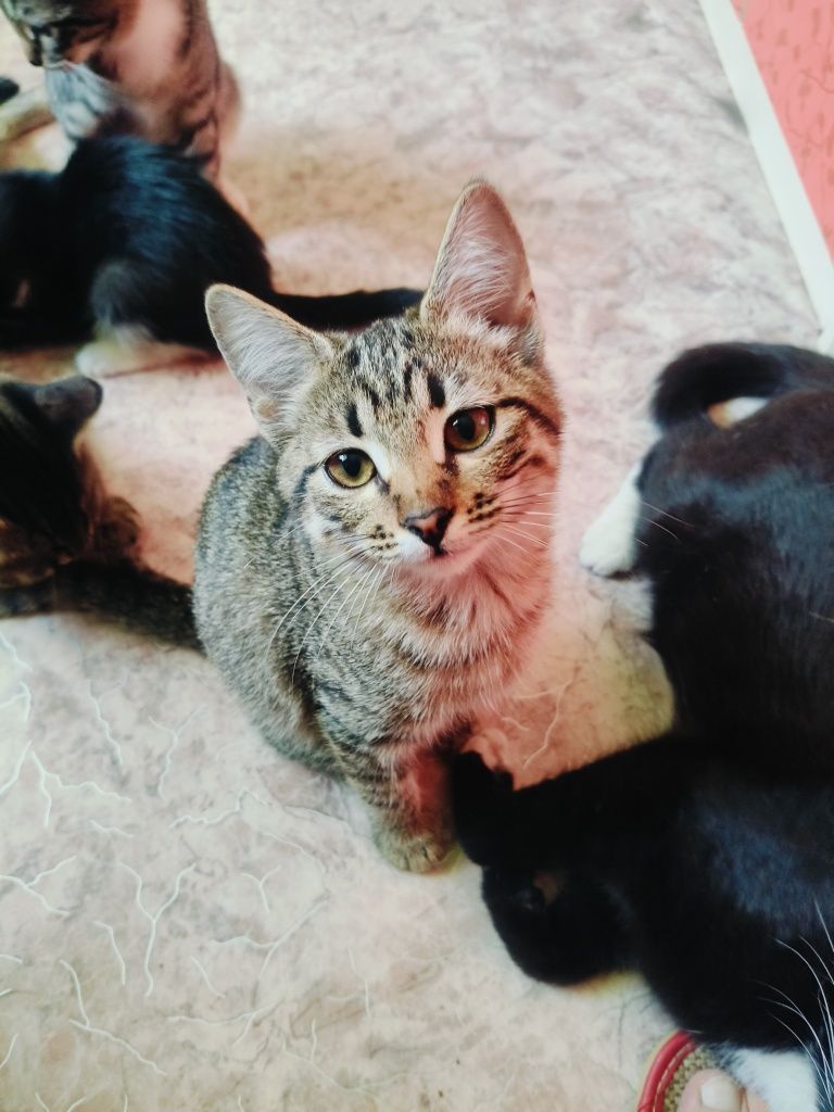Отдам Котят в добрые руки.
