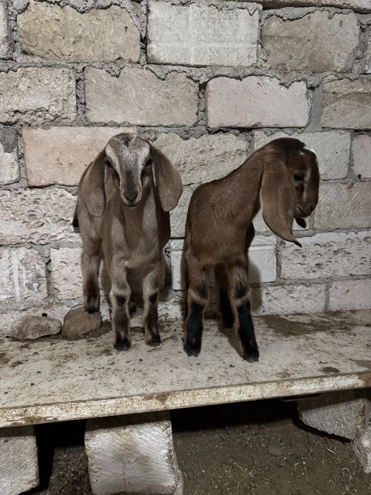 100% англо нубий теке лақтар сатылады