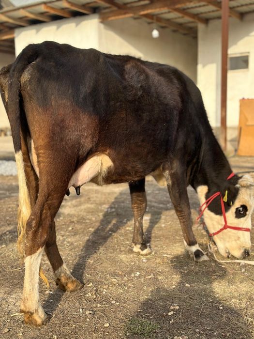 Сүтті  Бзаулы сиыр сүті 8-10 л