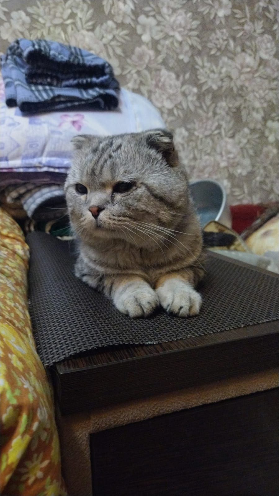 Найден вислоухий кот