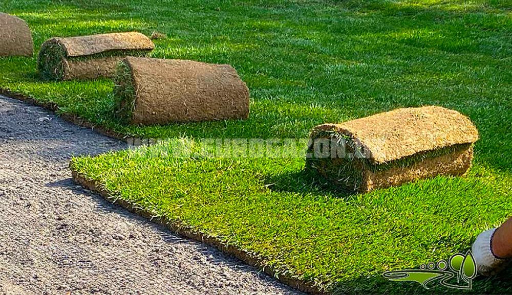 Газон готовый рулонный Gazon tabiy