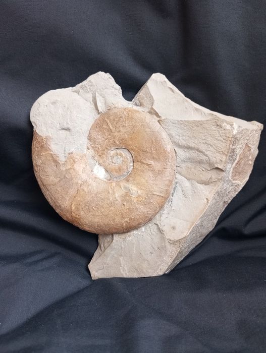 Фосил на  амонит