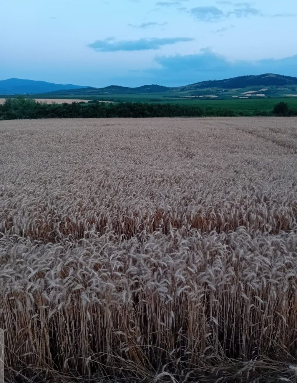 Vand grau 0.90 ron producție 2025