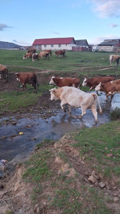 Vând 10 vaci diferite varste