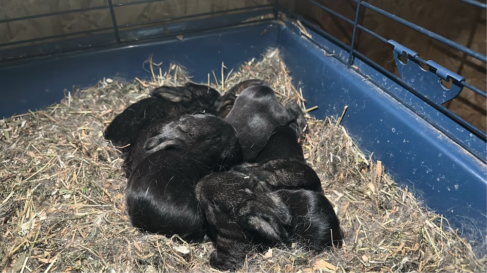 Vand pui Urias German